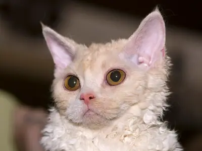 Mèo Selkirk Rex kem lông xoăn ngước nhìn sang trái, nền tối