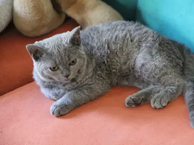Mèo con xám xanh lông ngắn dày nằm trên ghế sofa màu cam