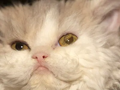 Cận mặt mèo Selkirk Rex kem lông xoăn rối, mắt hổ phách
