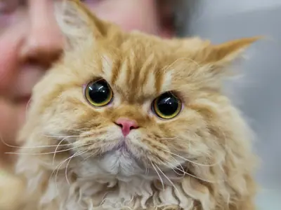 Mèo Selkirk Rex lông dài màu kem cam xoăn, mắt tròn nhìn thẳng