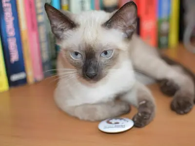 Mèo Xiêm con màu kem, mặt và tai sẫm, nằm trên bàn trước kệ sách