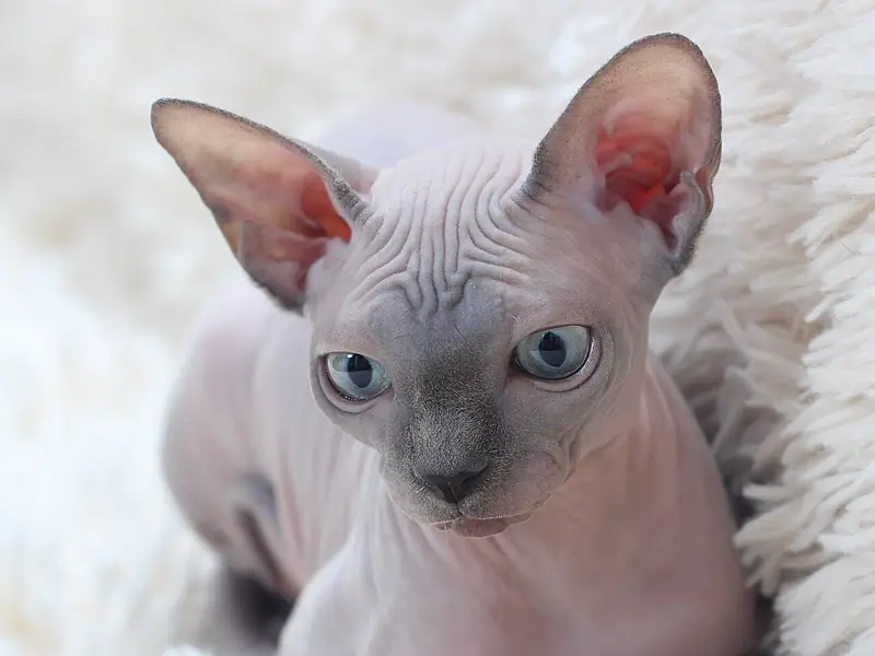 Mèo Sphynx con không lông, da hồng xám, mắt xanh, nằm trên thảm lông trắng