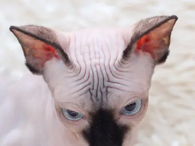Cận mặt mèo Sphynx da nhăn, mặt sẫm, tai to, mắt xanh nhạt