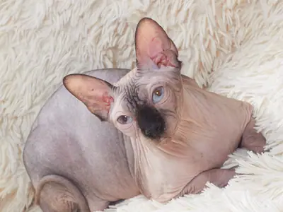 Mèo Sphynx da xám mặt sẫm nằm cuộn trên thảm lông, nhìn ống kính