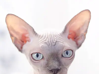 Mèo Sphynx tai rất to, mắt xanh nhạt, nhìn thẳng trên nền trắng