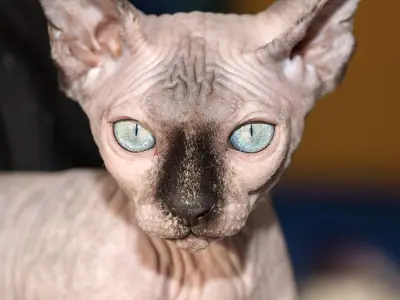 Mèo con Sphynx mặt sẫm, mắt xanh nhạt nhìn thẳng ống kính