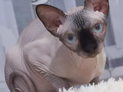Mèo Sphynx mặt và tai sẫm màu ngồi trước rèm cửa, mắt xanh nhìn ống kính