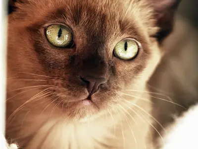 Cận mặt mèo Tonkinese nâu mặt sẫm, mắt xanh vàng nhìn thẳng