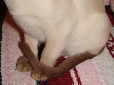 Mèo Tonkinese con màu kem điểm nâu, mắt xanh, ngồi trên thảm