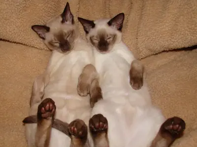 Hai mèo Tonkinese điểm nâu ngủ ngửa bụng trên ghế bành