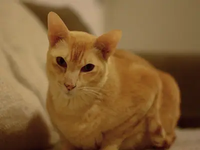 Mèo Tonkinese màu đỏ nằm phục, mắt hơi khép, nền mờ