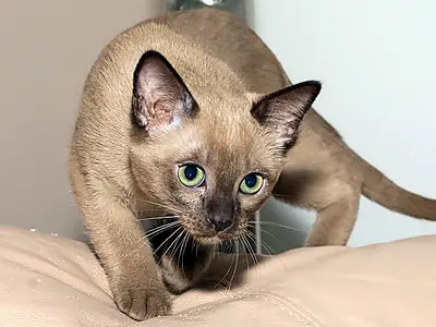 Mèo Tonkinese nâu mắt xanh lục đang rình, thân hạ thấp
