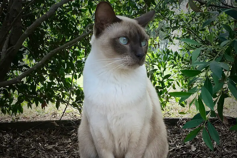 Mèo Tonkinese điểm sẫm mắt xanh ngồi trước bụi cây xanh
