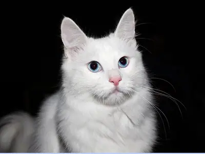 Mèo Angora Thổ Nhĩ Kỳ trắng nằm phục, mắt xanh nhìn thẳng