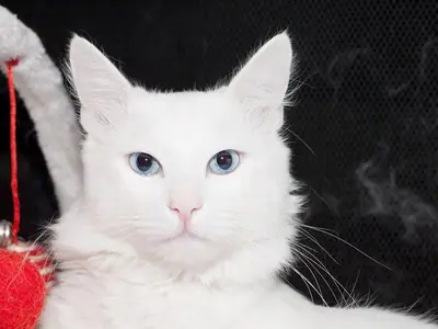 Mèo Angora Thổ Nhĩ Kỳ trắng nhìn thẳng, quả bông đỏ treo bên trái