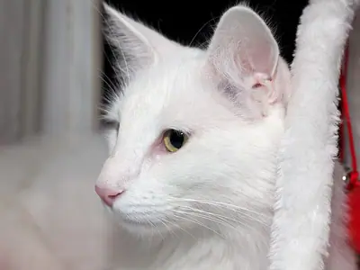 Mèo Angora Thổ Nhĩ Kỳ trắng mắt vàng nhìn nghiêng sang trái