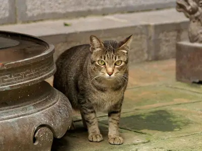 Mèo ta mướp nâu xám đứng cạnh lư hương đồng trong sân đền ở Hà Nội