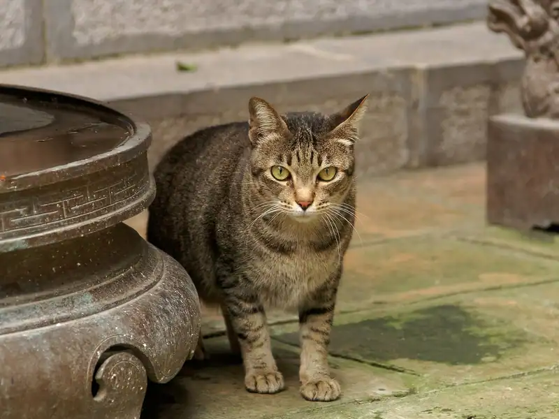 Mèo ta mướp nâu xám đứng cạnh lư hương đồng trong sân đền ở Hà Nội